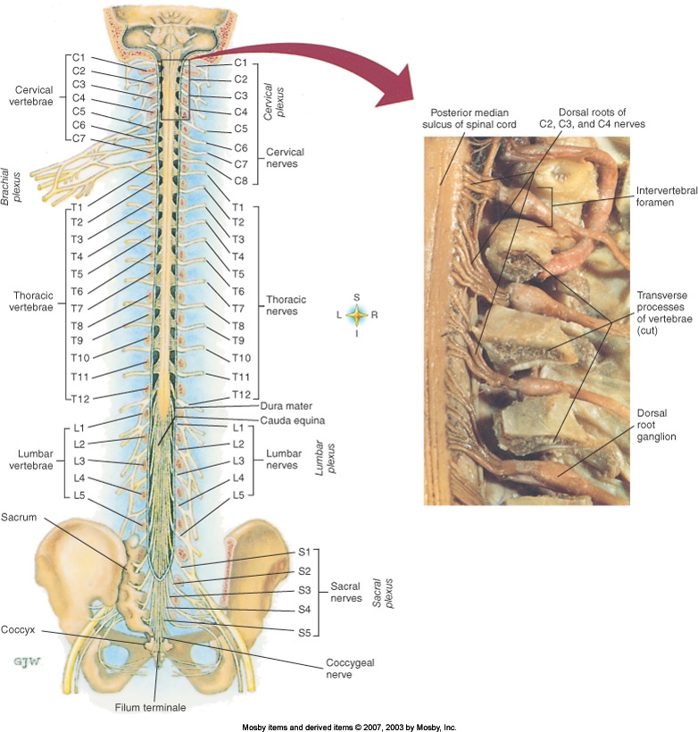 What are spinal nerves? | Socratic